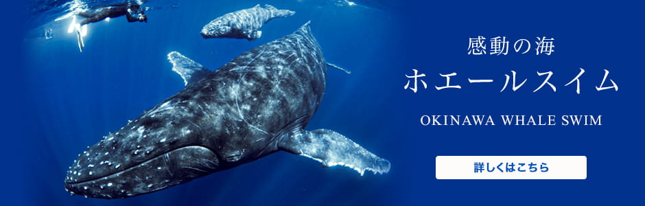 感動の海 ホエールスイム