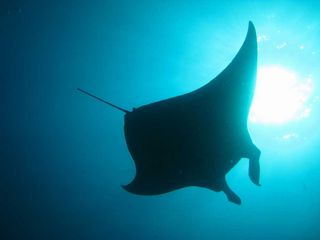 080329manta.jpg