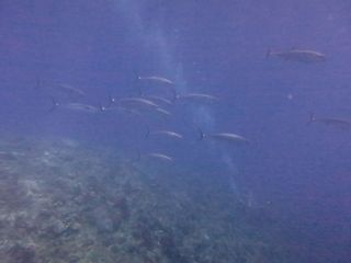 120505isomaguro.jpg