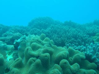 121004 softcoral.jpg