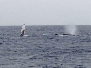 13/03/21　2日間でジンベイとクジラを見られる沖縄　慶良間