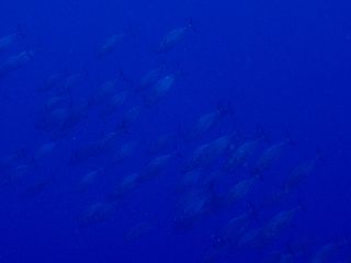131018suma.JPG