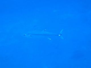 140127isomaguro.jpg