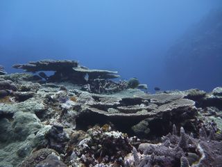140301 coral.jpg