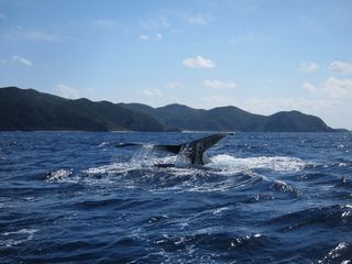 14/03/23　クジラって本当にいいやつです　慶良間