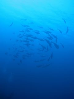 140517 isomaguro uzu.jpg