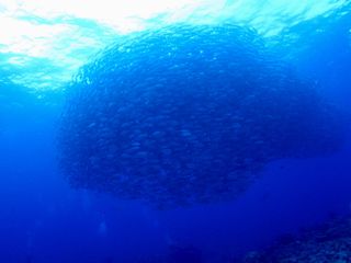 140518aguniginndama1.jpg