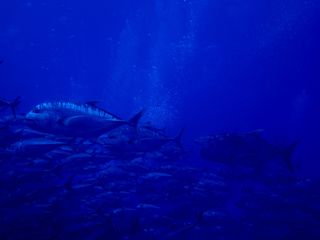 140602aguni3.jpg