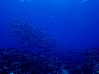 140602aguni5.jpg