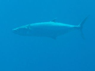 140622 sawara.jpg