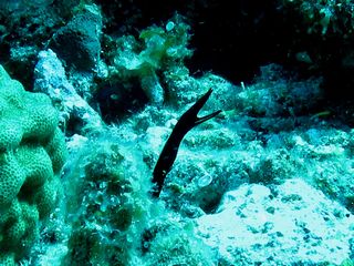 140701hanahige.jpg