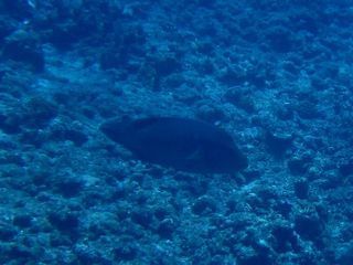 140703ugann2.jpg