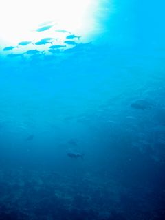 140713aguni1.jpg
