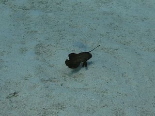 140717 tensu.jpg
