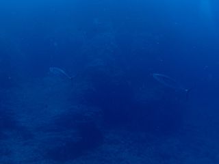140719 isomaguro.jpg