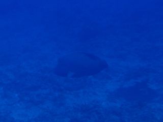 140719 napo.jpg