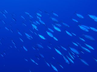 14/08/13　ようやく8月らしくなってきました　慶良間、万座