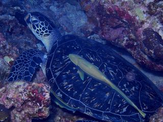 14/09/04　まだまだ海況の良い海は続いています！　慶良間、万座