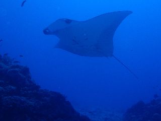 141101 manta2.jpg