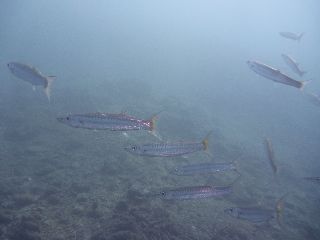 141126 akakamasu.jpg