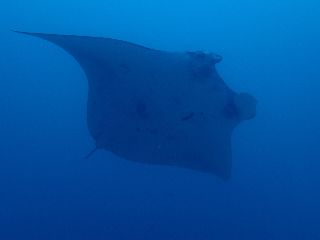 141205 manta.jpg