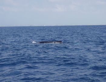 15/03/18　水中でクジラの声が近づいてくるとドキドキしますよね。　慶良間