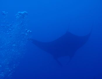 150409 manta2.jpg