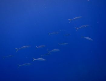 150517 tumuburi.jpg