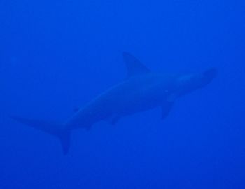 15/05/24　ハンマーにマグロの群れにギンガメアジの群れ！！　粟国、チービシ