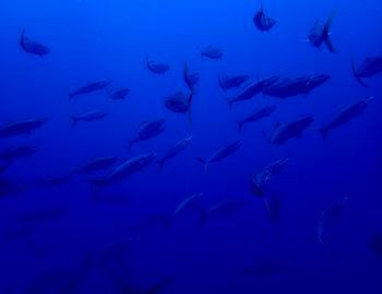 150719ugann1.jpg