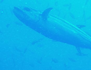 150908 isomaguro.jpg