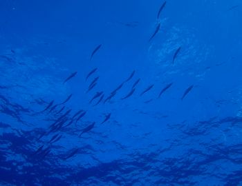 150917 tumuburi2.JPG