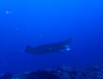 150921 manta1.jpg