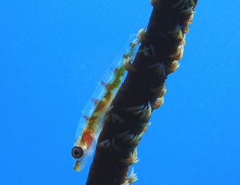 15/10/11　安全・安心なまちづくりの日　水納島、慶良間