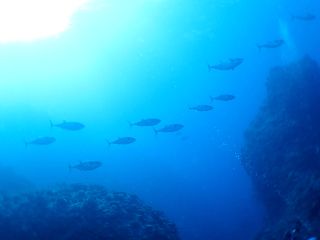 160702 isomaguro.jpg