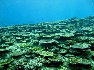 160708 coral.jpg