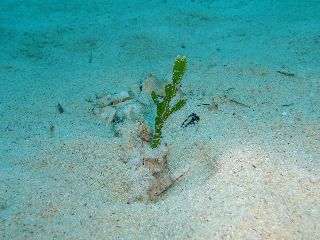 16/07/08　地形も生物も満喫です！　万座