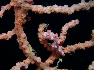 16/07/10　沢山の生物に会う事ができました！　万座、チービシ