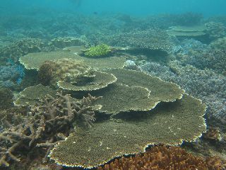 16/07/15　あっっっっっっという間に7月折り返し　チービシ、奥武島