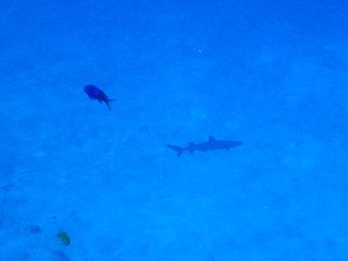 160801 fukai same.jpg