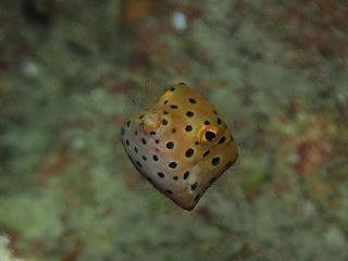 16/08/17　関東に台風が直撃！？したようですが、大丈夫でしょうか！？　真栄田岬、チービシ