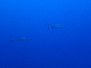 160831 isomaguro.jpg