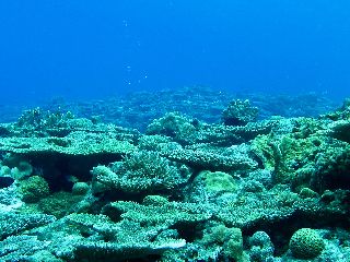 160922 coral.jpg