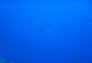 170505 isomaguro.jpg