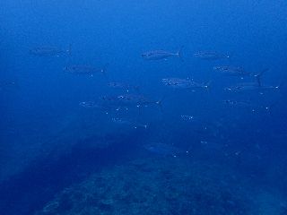 170506 isomaguro2.jpg