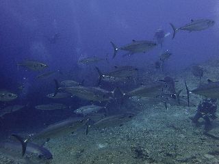 17/05/19　イソマグロが増えてきましたよー！　粟国、チービシ