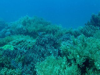 170607 softcoral.jpg