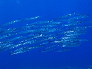 170728 kamasu1.jpg