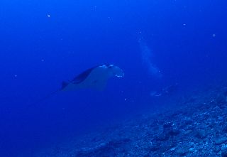 170908 manta1.jpg