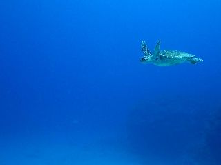 17/10/18　引き続き台風21号の動向が気になります。　チービシ